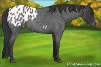 Horse Color:Blue Roan Appaloosa 