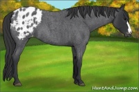 Horse Color:Blue Roan Appaloosa 