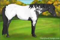 Horse Color:Blue Roan Near Fewspot 