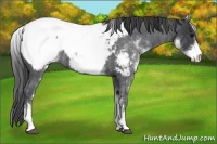 Horse Color:White Spotted Blue Roan Snowcap 