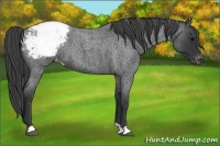 Horse Color:Blue Roan Varnish 
