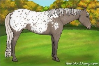 Horse Color:Silver Blue Roan Appaloosa