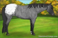 Horse Color:Blue Roan Varnish 
