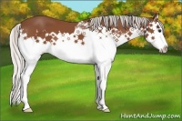 Horse Color:Silver Bay Splash 