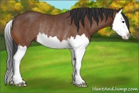 Horse Color:Bay Splash Rabicano 