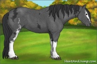 Horse Color:White Spotted Black Ice Sabino 