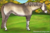 Horse Color:Chocolate Palomino Onyx 