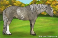 Horse Color:White Spotted Chocolate Palomino 