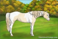 Horse Color:Gold Champagne Roan Dun Splash Tobiano