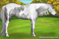 Horse Color:Gray Black Tobiano 