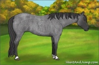Horse Color:Unknown 