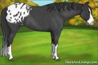 Horse Color:Blue Roan Splash Varnish 