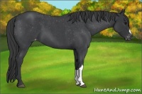 Horse Color:Blue Roan Varnish 