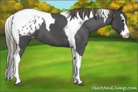 Horse Color:Smoky Blue Roan Splash Tobiano Appaloosa 