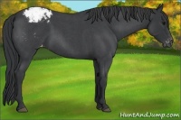 Horse Color:Blue Roan Varnish 