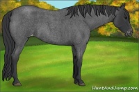 Horse Color:Blue Roan Varnish 
