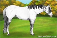 Horse Color:White Spotted Blue Roan Splash Near Fewspot 