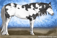 Horse Color:White Spotted Smoky Black Splash Frame Appaloosa