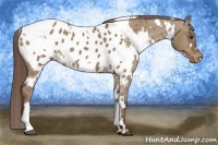 Horse Color:White Spotted Liver Red Dun Appaloosa 