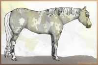 Horse Color:White Spotted Silver Grullo Chinchilla Rabicano 