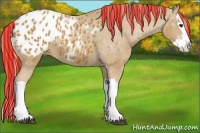Horse Color:Painted Chestnut Splash Appaloosa 