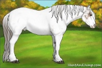Horse Color:Bay Sabino Splash Snowcap 