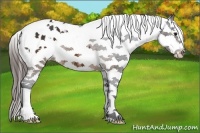 Horse Color:Brown Sabino Splash Appaloosa