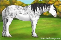 Horse Color:Black Ice Splash Appaloosa 