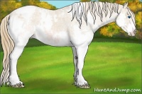 Horse Color:White Spotted Chestnut Ice Splash Appaloosa 
