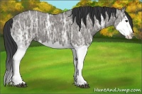 Horse Color:Grullo Ice Sabino Splash