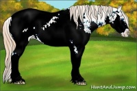 Horse Color:Gold Champagne Sabino Splash Snowcap 