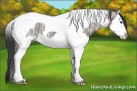 Horse Color:Grullo Ice Sabino Splash Tobiano 