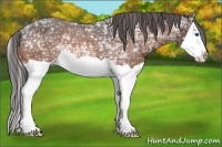 Horse Color:Bay Ice Splash Varnish 