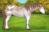 Horse Color:Chestnut Ice Splash Appaloosa 