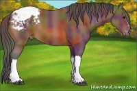 Horse Color:Nacre Bay Appaloosa