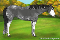 Horse Color:Gray Black Ice Sabino Splash
