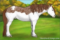 Horse Color:Chestnut Ice Splash Appaloosa 