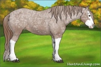 Horse Color:Chestnut Ice Splash Appaloosa 
