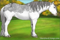 Horse Color:Black Ice Splash Appaloosa 