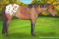 Horse Color:Nacre Bay Appaloosa 