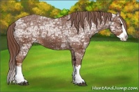 Horse Color:Chestnut Ice Splash Appaloosa