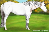 Horse Color:Bay Ice Splash Tobiano Appaloosa 