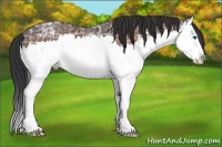 Horse Color:Bay Ice Sabino Splash 