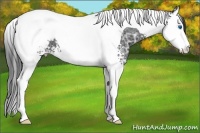 Horse Color:White Spotted Black Ice Splash Tobiano Appaloosa 