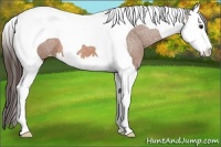 Horse Color:Bay Sabino Splash Tobiano Appaloosa 