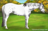 Horse Color:Smoky Black Ice Tobiano Appaloosa 