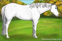 Horse Color:Plaid Smoky Black Splash Tobiano Appaloosa