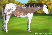 Horse Color:Bay Ice Sabino Splash Varnish