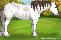 Horse Color:Bay Ice Dun Splash Appaloosa