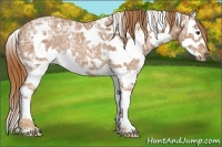 Horse Color:White Spotted Chestnut Ice Sabino Splash Rabicano 